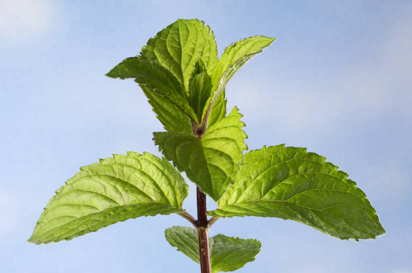 无人,横图,室外,特写,白天,仰视,美景,植物,叶子,阴影,光线,纹理,影子,景观,云,云朵,薄荷,绿叶,银丹草,云彩,蓝色,绿色,白云,蓝天,天空,阳光,自然,天,嫩叶,景色,晴朗,自然风光,肌理,斑叶凤梨薄荷,夜息香,叶,叶片,叶脉,晴空,彩图,低角度拍摄