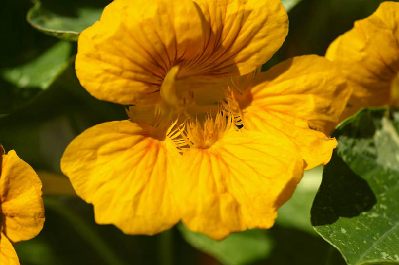 无人,横图,俯视,室外,特写,白天,美景,植物,叶子,三朵,阴影,朦胧,模糊,盛开,光线,纹理,影子,景观,绿叶,花蕾,花,花瓣,花朵,鲜花,黄色,绿色,阳光,自然,花苞,花蕊,嫩叶,景色,自然风光,旱金莲,金莲花,肌理,寒金莲,旱荷,旱莲花,金钱莲,大红雀,叶,叶片,叶脉,彩图,高角度拍摄