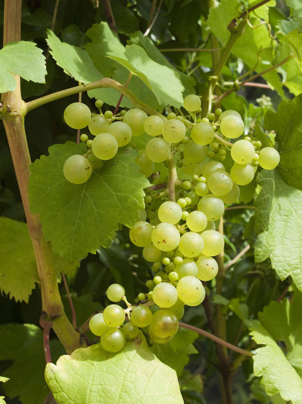 无人,竖图,俯视,室外,特写,白天,美景,植物,葡萄,水果,叶子,阴影,新鲜,光线,纹理,影子,景观,生食,食品,果实,绿叶,架子,食物,绿色,阳光,自然,嫩叶,景色,有机食品,绿色食品,支撑,固定,自然风光,葡萄架,肌理,叶,叶片,叶脉,山葫芦,蒲桃,草龙珠,彩图,高角度拍摄