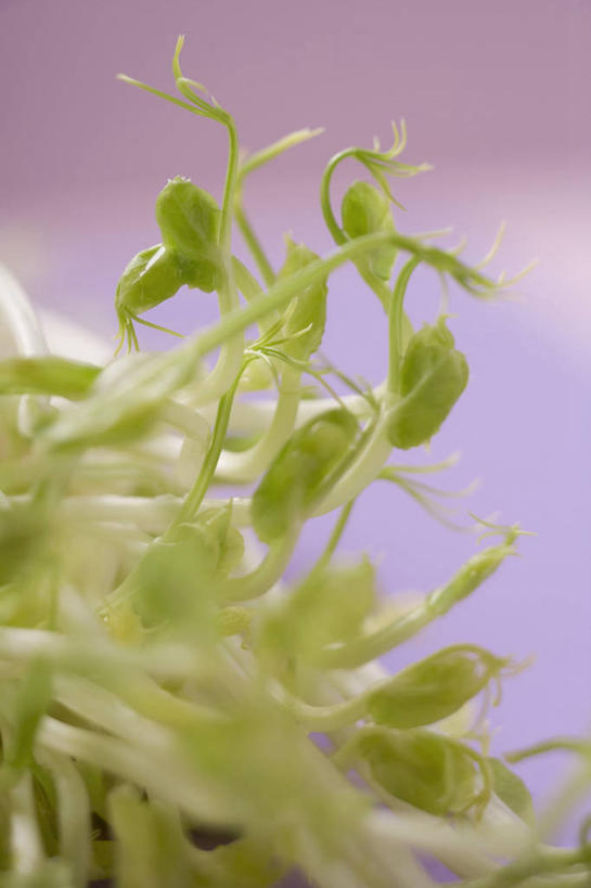 无人,竖图,俯视,室内,特写,白天,植物,桌面,桌子,蔬菜,叶子,阴影,朦胧,模糊,新鲜,反射,木制,纹理,影子,豆芽,食品,绿叶,食物,绿色,木制品,嫩叶,有机食品,绿色食品,豆芽菜,芽苗菜,肌理,叶,叶片,叶脉,彩图,高角度拍摄