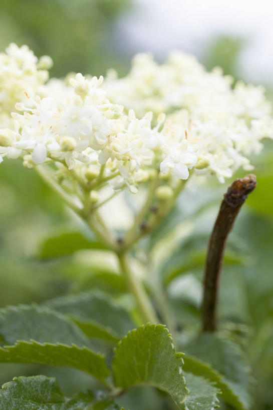 无人,竖图,室外,特写,白天,正面,花海,花圃,植物,叶子,朦胧,模糊,盛开,纹理,绿叶,花蕾,花,花瓣,花朵,花卉,鲜花,绿色,花丛,花束,花田,花苞,花蕊,嫩叶,肌理,叶,叶片,叶脉,彩图