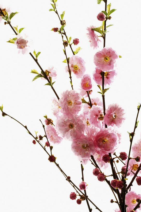 无人,竖图,室内,特写,白天,白色背景,正面,植物,餐桌,桌子,盛开,杏花,枝条,花蕾,花,花瓣,花朵,鲜花,树,树木,树枝,粉色,花苞,花蕊,摄影,影棚,餐台,虬枝,枝杈,彩图,影棚拍摄,拍摄