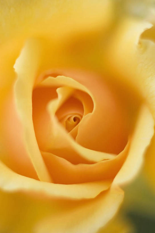 无人,竖图,室外,特写,白天,正面,爱情,幸福,纯洁,热情,美景,玫瑰,阴影,朦胧,模糊,盛开,光线,影子,景观,玫瑰花,浪漫,花蕾,黄玫瑰,花,花瓣,花朵,鲜花,一朵,黄色,阳光,自然,花苞,花蕊,温暖,温馨,景色,恩爱,和睦,自然风光,感动,尊敬,天真,刺玫花,徘徊花,彩图,融洽