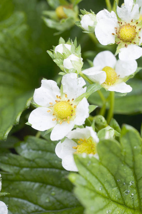 无人,竖图,俯视,室外,特写,白天,美景,植物,叶子,四朵,阴影,朦胧,模糊,盛开,光线,纹理,影子,景观,绿叶,花蕾,花,花瓣,花朵,鲜花,绿色,白色,阳光,自然,花苞,花蕊,嫩叶,景色,自然风光,肌理,勇气,草莓花,甜蜜,叶,叶片,叶脉,彩图,高角度拍摄,恋情