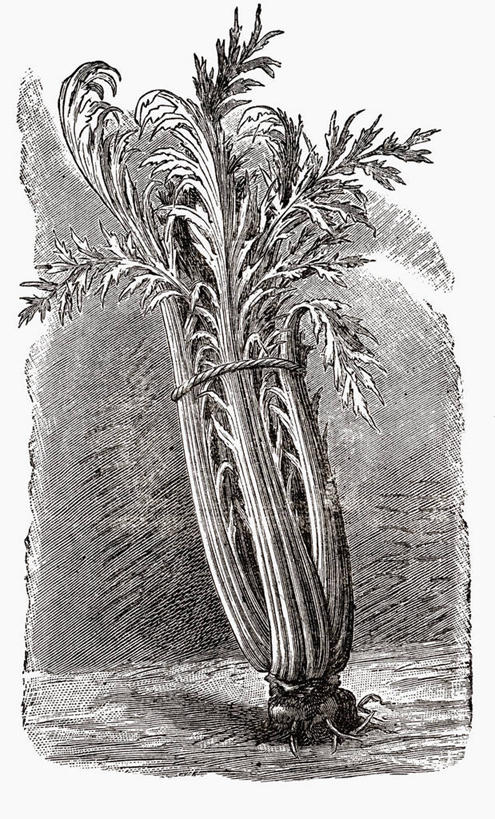 无人,竖图,插画,室内,白天,正面,数码,科技,芹菜,蔬菜,叶子,阴影,新鲜,网络,食品,绿叶,高光,几何,计算机图形,合成,图画,画,食物,嫩叶,有机食品,绿色食品,电脑合成图,数码合成图,合成图,漫画,写实,具体,具象,叶,叶片,药芹,水芹,旱芹,彩图