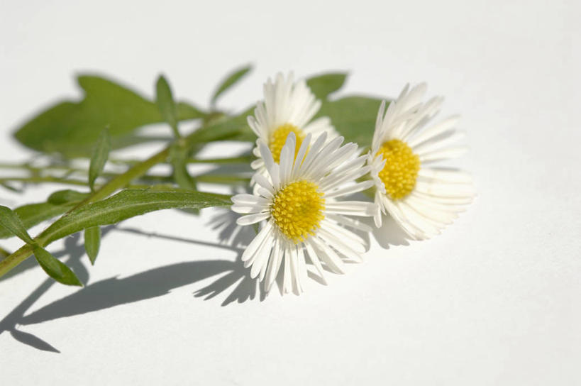 绿叶,花蕾,花,花瓣,花朵,鲜花,绿色,木制品,花苞,花蕊,嫩叶,摄影,甘菊