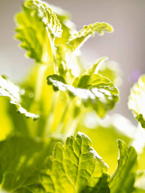 无人,竖图,室内,特写,白天,正面,植物,桌面,桌子,叶子,阴影,朦胧,模糊,反射,木制,影子,绿叶,草药,药草,中药,木制品,嫩叶,药材,中草药,蜜蜂花,中药材,本草,鼻血草,叶,叶片,彩图