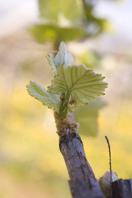 无人,果园,竖图,室外,特写,白天,正面,旅游,度假,美景,田园,植物,意大利,欧洲,朦胧,模糊,景观,果树,枝条,娱乐,树,树木,树枝,绿色,自然,享受,休闲,景色,放松,生长,成长,南欧,自然风光,意大利共和国,田庄,虬枝,枝杈,特伦蒂诺.上阿迪杰大区,园子,彩图,波尔扎诺自治省