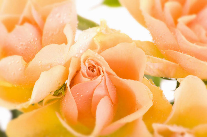 无人,横图,俯视,室内,特写,白天,白色背景,爱情,幸福,纯洁,热情,水,植物,露水,玫瑰,叶子,朦胧,模糊,盛开,透明,纹理,液体,水滴,绿叶,玫瑰花,浪漫,花蕾,黄玫瑰,水珠,花,花瓣,花朵,鲜花,黄色,绿色,露珠,花苞,花蕊,温暖,温馨,嫩叶,恩爱,摄影,影棚,生机,和睦,剔透,感动,肌理,尊敬,灵动,通明,天真,刺玫花,徘徊花,叶,叶片,叶脉,彩图,高角度拍摄,影棚拍摄,拍摄,晶莹,融洽