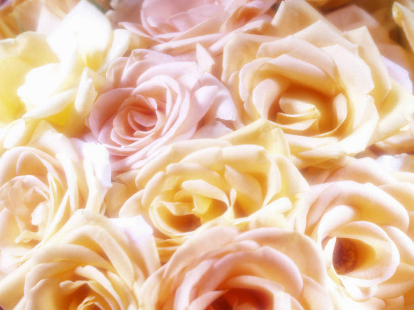 无人,横图,俯视,室内,特写,白天,爱情,幸福,纯洁,智慧,热情,玫瑰,阴影,朦胧,模糊,艺术,盛开,反射,影子,玫瑰花,浪漫,花蕾,文化,黄玫瑰,花,花瓣,花朵,鲜花,黄色,插花,花苞,花蕊,温暖,温馨,恩爱,插花艺术,和睦,创造,创作,感动,想象,尊敬,天真,刺玫花,徘徊花,彩图,高角度拍摄,融洽