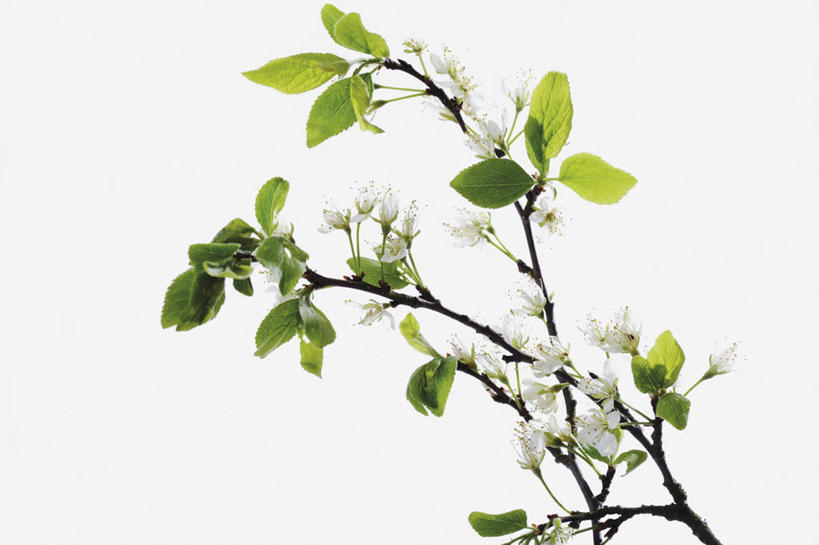 无人,横图,室内,特写,白天,白色背景,正面,植物,叶子,阴影,盛开,反射,影子,梅花,绿叶,枝条,花蕾,花,花瓣,花朵,鲜花,树,树木,树枝,白色,花苞,花蕊,嫩叶,摄影,影棚,高雅,坚强,虬枝,枝杈,梅,叶,叶片,彩图,影棚拍摄,拍摄