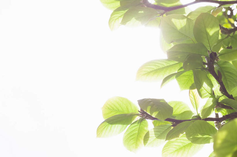 无人,横图,室外,白天,仰视,美景,树林,植物,叶子,英国,欧洲,阴影,光线,影子,景观,绿叶,英格兰,树,树木,绿色,阳光,自然,嫩叶,景色,生长,成长,西欧,自然风光,大不列颠,大不列颠及北爱尔兰联合王国,大不列颠联合王国,日不落英帝国,英吉利,诺坦普顿,叶,叶片,彩图,低角度拍摄,眩光