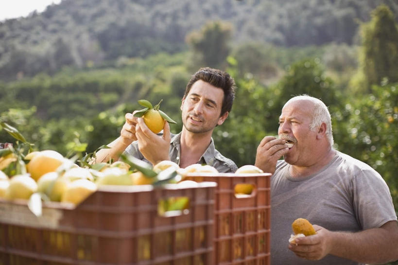 西方人,两个人,家庭,父亲,儿子,果园,站,吃,横图,室外,白天,正面,田园,植物,柑橘,水果,欧洲,欧洲人,一堆,许多,握,堆叠,堆积,服装,新鲜,篮子,生食,食品,果实,果树,很多,拿,拿着,注视,休闲装,树,树木,食物,衣服,绿色,自然,观察,看,站着,休闲,温暖,温馨,父子,一家人,休闲服,父爱,握着,服饰,有机食品,绿色食品,生长,成长,观看,堆,和睦,察看,关注,田庄,园子,老年男性,男人,男性,中年男性,白种人,橘子,桔子,橙子,橙,嚼,食,站立,半身,彩图,融洽