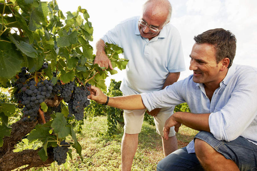 西方人,两个人,家庭,父亲,儿子,果园,站,蹲,笑,摸,微笑,露齿笑,横图,室外,白天,正面,衬衫,草地,草坪,田园,植物,葡萄,水果,欧洲,欧洲人,抚摸,弯腰,阴影,服装,裤子,新鲜,光线,影子,生食,食品,果实,注视,牛仔裤,休闲装,葡萄园,架子,草,食物,衣服,绿色,阳光,庄园,观察,看,站着,休闲,温暖,温馨,父子,一家人,休闲服,父爱,服饰,有机食品,绿色食品,观看,支撑,固定,和睦,察看,关注,葡萄架,弯身,老年男性,男人,男性,中年男性,白种人,山葫芦,蒲桃,草龙珠,触摸,蹲着,接触,站立,半身,彩图,衬衣,融洽