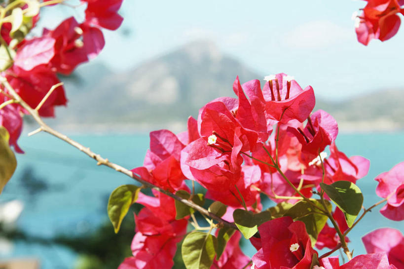 无人,横图,室外,特写,白天,正面,海浪,海洋,石头,美景,山,山脉,植物,叶子,西班牙,欧洲,阴影,朦胧,模糊,盛开,光线,石子,影子,景观,浪花,山顶,山峰,云,云朵,绿叶,九重葛,三角梅,山峦,花蕾,云彩,花,花瓣,花朵,鲜花,树,树木,红色,蓝色,绿色,白云,蓝天,天空,阳光,自然,海水,群山,天,花苞,花蕊,嫩叶,景色,生长,晴朗,成长,南欧,自然风光,海景,沉积岩,马略卡岛,西班牙王国,三叶梅,毛宝巾,簕杜鹃,叶子花,叶子梅,南美紫茉莉,颠峰,极峰,巴利阿里群岛,马略卡,巴利阿里,水成岩,叶,叶片,大海,风浪,海,海水的波动,近岸浪,石块,岩石,涌浪,晴空,三角花,彩图,马洛卡岛