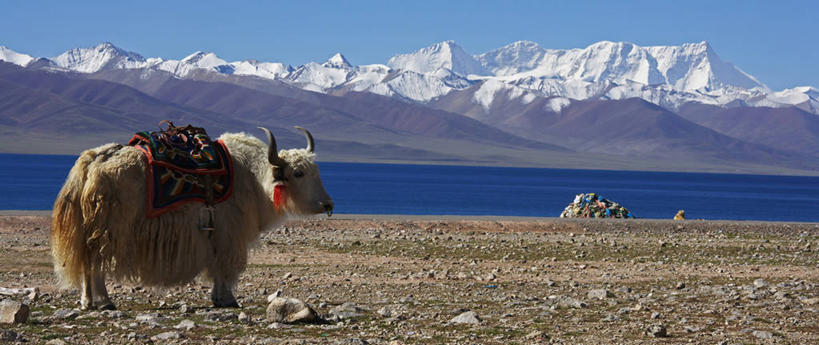 无人,站,横图,室外,白天,侧面,旅游,度假,河流,石头,美景,山,水,雪,雪山,大雪,牛,中国,亚洲,阴影,光线,石子,影子,冰,河水,积雪,景观,山峰,水流,雪景,冬季,冬天,山峦,扭头,注视,娱乐,西藏,一只,蓝色,蓝天,天空,阳光,自然,动物,天,观察,看,站着,转头,享受,休闲,家畜,景色,放松,寒冷,牲畜,晴朗,观看,察看,冰冷,关注,自然风光,藏,东亚,西藏自治区,万里无云,中华人民共和国,西南地区,严寒,冰凉,酷寒,凛冽,凛凛,极冷,高原之舟,天祝白牦牛,石块,晴空,晴空万里,牦牛,站立,彩图,全身