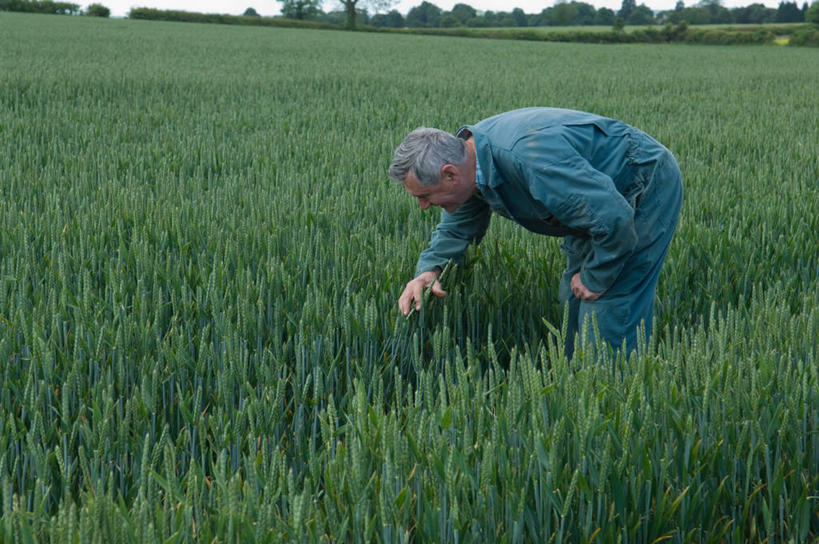 西方人,一个人,农民,农田,站,横图,室外,白天,侧面,工作服,制服,庄稼,农作物,树林,植物,欧洲,欧洲人,仅一个男性,仅一个人,弯腰,阴影,光线,影子,麦田,注视,树,树木,绿色,阳光,自然,低头,观察,看,站着,仅一个老年男性,生长,成长,观看,察看,关注,弯身,农人,工作制服,老年男性,男人,男性,白种人,农夫,站立,半身,彩图,工作套服,耕地,庄稼田