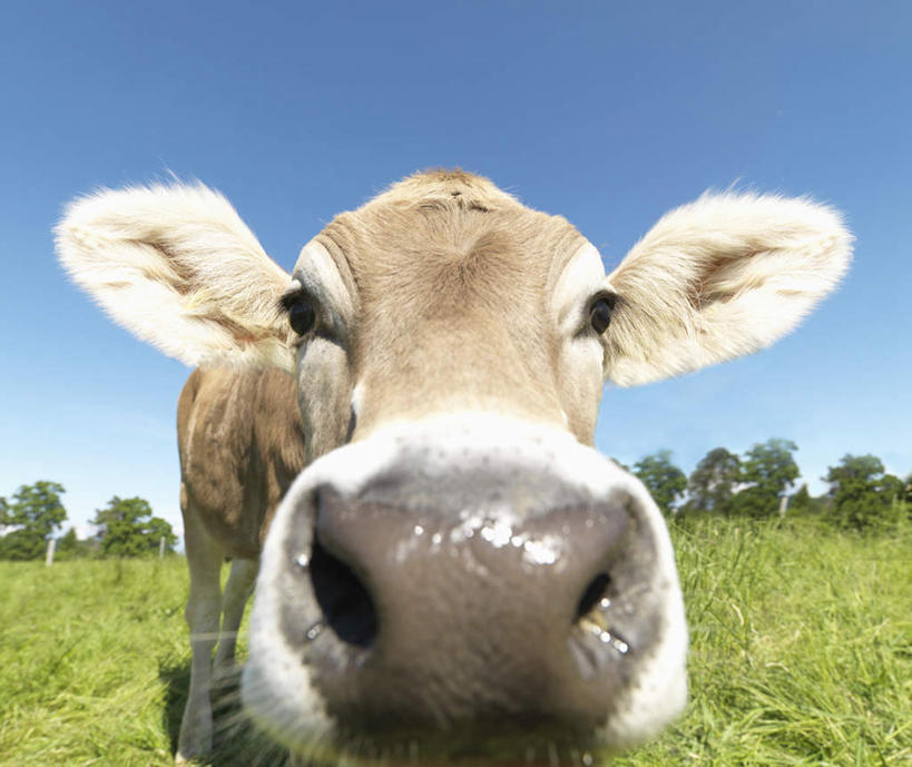 无人,农场,走,横图,室外,白天,正面,旅游,度假,畜牧业,牧场,草地,草原,美景,植物,牛,德国,欧洲,阴影,光线,影子,景观,旷野,注视,娱乐,草,一只,蓝色,绿色,蓝天,天空,阳光,自然,动物,天,观察,看,享受,休闲,家畜,景色,放松,牲畜,晴朗,观看,察看,西欧,关注,自然风光,原野,畜牧,万里无云,德意志联邦共和国,牧业,巴伐利亚,巴伐利亚州,拜恩州,拜恩自由州,晴空,晴空万里,步行,散步,走路,半身,彩图