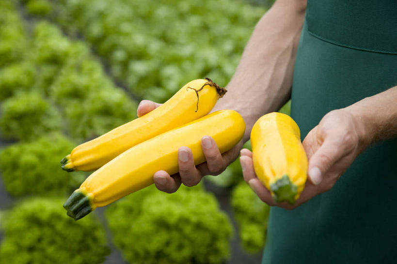 西方人,手,一个人,农田,横图,俯视,室外,特写,白天,庄稼,农作物,蔬菜,欧洲,欧洲人,双手,仅一个男性,仅一个人,仅一个中年男性,握,阴影,朦胧,模糊,新鲜,反射,影子,食品,西葫芦,拿,拿着,食物,手部,白瓜,握着,有机食品,绿色食品,茭瓜,男人,男性,中年男性,白种人,半身,彩图,高角度拍摄,耕地,庄稼田
