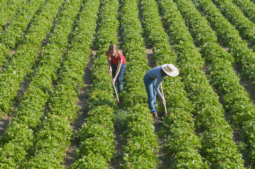 西方人,两个人,家庭,母亲,女儿,农田,农场,站,横图,俯视,室外,白天,T恤衫,庄稼,农作物,植物,帽子,金属制品,欧洲,欧洲人,弯腰,握,阴影,服装,裤子,光线,金属,草帽,工具,影子,拿,T恤,拿着,牛仔裤,休闲装,衣服,红色,绿色,阳光,自然,站着,休闲,温暖,温馨,母女,一家人,休闲服,母爱,握着,服饰,生长,成长,挖掘,和睦,锄,锄头,耕作,农具,弯身,耕具,开掘,发掘,开垦,年轻女性,女人,女性,中年女性,白种人,站立,彩图,高角度拍摄,全身,耕地,庄稼田,融洽