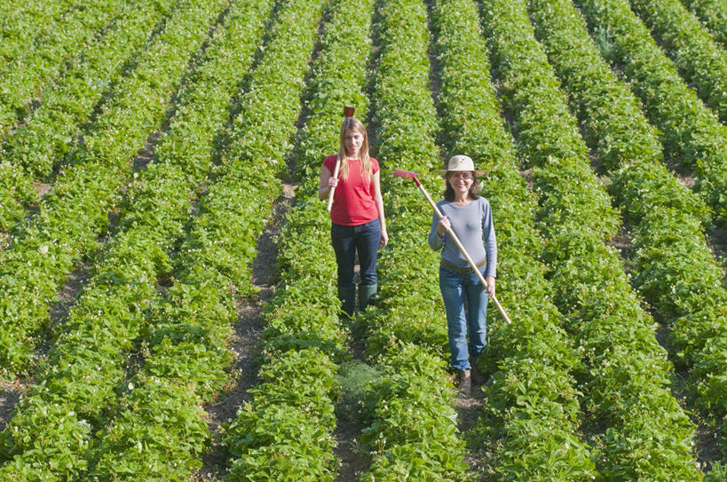 西方人,两个人,家庭,母亲,女儿,农田,农场,站,笑,微笑,露齿笑,横图,俯视,室外,白天,T恤衫,庄稼,农作物,植物,草莓,浆果,帽子,水果,金属制品,欧洲,欧洲人,握,阴影,服装,裤子,新鲜,光线,金属,草帽,工具,影子,生食,食品,果实,拿,T恤,拿着,注视,牛仔裤,休闲装,食物,衣服,红色,绿色,阳光,自然,观察,看,站着,休闲,温暖,温馨,母女,一家人,休闲服,母爱,握着,服饰,有机食品,绿色食品,生长,成长,观看,挖掘,和睦,察看,锄,锄头,关注,农具,耕具,开掘,发掘,开垦,扛在肩上,年轻女性,女人,女性,中年女性,白种人,洋莓,水果皇后,红莓,地莓,站立,彩图,高角度拍摄,全身,耕地,庄稼田,融洽