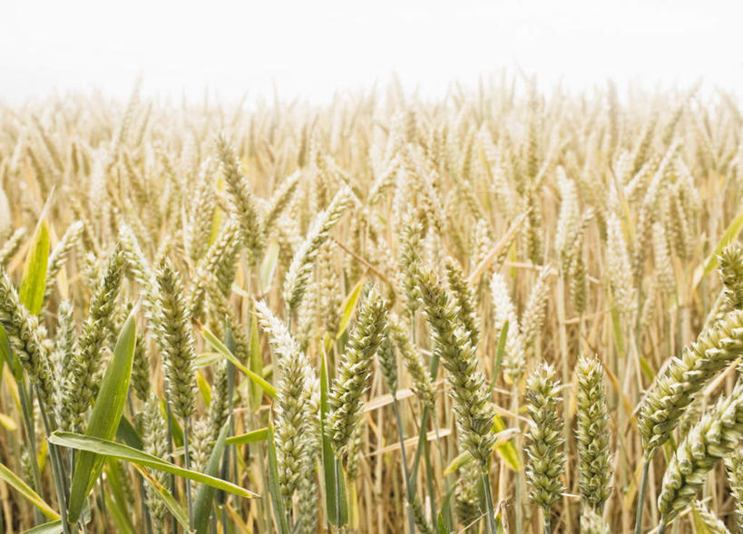 无人,农田,横图,室外,白天,正面,旅游,度假,庄稼,农作物,美景,英国,欧洲,许多,阴影,丰收,朦胧,模糊,光线,影子,景观,麦田,娱乐,英格兰,黄色,天空,阳光,自然,天,享受,休闲,景色,放松,收获,西欧,自然风光,大不列颠,大不列颠及北爱尔兰联合王国,大不列颠联合王国,日不落英帝国,英吉利,诺坦普顿,彩图,耕地,庄稼田