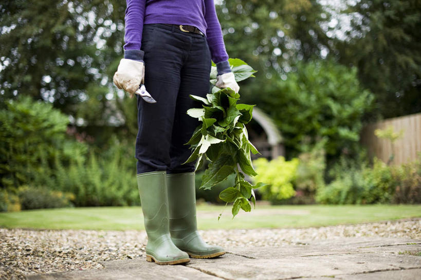 西方人,一个人,站,横图,室外,白天,正面,安全,草地,草坪,植物,鞋子,叶子,欧洲,欧洲人,仅一个年轻女性,仅一个女性,仅一个人,握,修剪,阴影,服装,光线,工具,剪刀,影子,雨鞋,雨靴,绿叶,防护,拿,拿着,休闲装,靴子,草,树,树木,衣服,绿色,紫色,阳光,自然,手套,站着,休闲,休闲服,嫩叶,握着,服饰,生长,成长,保护,裁剪,剪子,剪裁,切割,胶鞋,保险,保全,周全,安稳,安定,防护手套,平安,年轻女性,女人,女性,白种人,叶,叶片,站立,半身,彩图