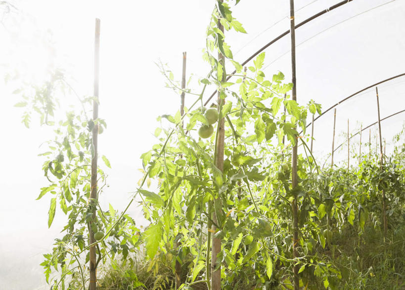 无人,农田,横图,室外,白天,仰视,旅游,度假,庄稼,农作物,美景,植物,蔬菜,西红柿,希腊,欧洲,新鲜,景观,食品,娱乐,树,树木,食物,绿色,自然,享受,休闲,景色,放松,有机食品,绿色食品,生长,成长,自然风光,希腊共和国,番茄,彩图,低角度拍摄,耕地,庄稼田