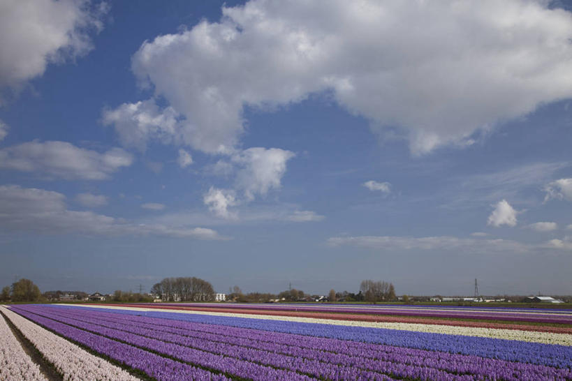 无人,横图,室外,白天,正面,爱情,花海,花圃,美景,树林,植物,风信子,叶子,欧洲,荷兰,阴影,盛开,光线,影子,景观,云,云朵,花蕾,云彩,花,花瓣,花朵,花卉,鲜花,树,树木,蓝色,绿色,白云,蓝天,天空,阳光,自然,花丛,花束,花田,天,花苞,花蕊,景色,生长,晴朗,成长,悲伤,喜悦,风信花,西欧,自然风光,怀念,悲哀,荷兰王国,尼德兰王国,西洋水仙,晴空,彩图