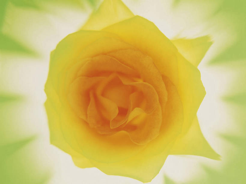 无人,横图,室内,特写,白天,正面,爱情,幸福,纯洁,热情,玫瑰,盛开,玫瑰花,浪漫,花蕾,黄玫瑰,花,花瓣,花朵,鲜花,一朵,黄色,花苞,花蕊,温暖,温馨,恩爱,和睦,感动,尊敬,天真,刺玫花,徘徊花,彩图,融洽