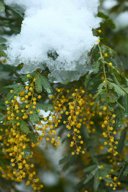 无人,竖图,室外,特写,白天,正面,美景,雪,大雪,阴影,朦胧,模糊,盛开,光线,影子,积雪,景观,雪景,冬季,冬天,花蕾,花,花瓣,花朵,鲜花,阳光,自然,花苞,花蕊,景色,寒冷,自然风光,严寒,扁担树,芙蓉树,合欢树,绒花树,夜合树,彩图