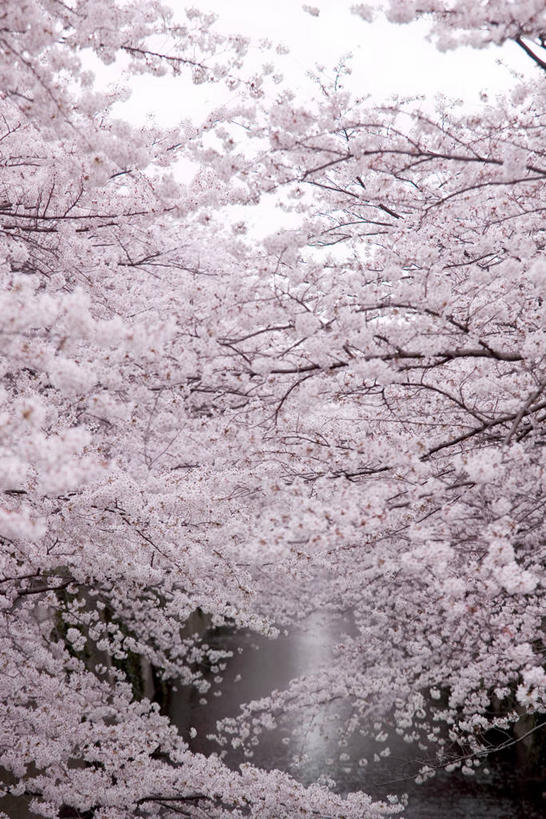 无人,竖图,室外,白天,正面,旅游,度假,幸福,纯洁,河流,美景,水,植物,樱花,东京,日本,亚洲,阴影,盛开,光线,影子,河水,景观,水流,枝条,花蕾,娱乐,花,花瓣,花朵,鲜花,树,树木,树枝,绿色,阳光,自然,花苞,花蕊,享受,休闲,景色,放松,生长,成长,等待,生命,自然风光,东亚,本州,关东地方,本州岛,日本国,东京都,仙樱花,福岛樱,青肤樱,高尚,热烈,虬枝,枝杈,荆桃,彩图,目黑区