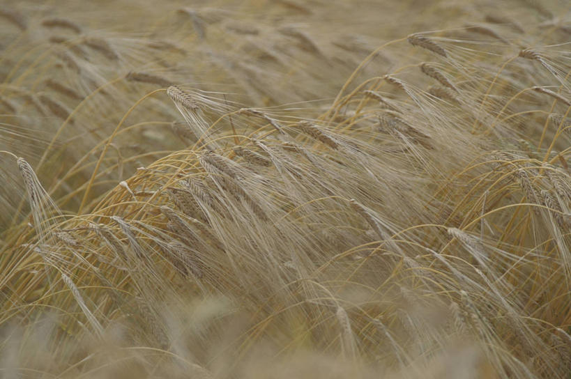 无人,农田,横图,室外,特写,白天,正面,庄稼,农作物,美景,阴影,朦胧,模糊,光线,影子,景观,麦田,阳光,自然,景色,自然风光,彩图,耕地,庄稼田