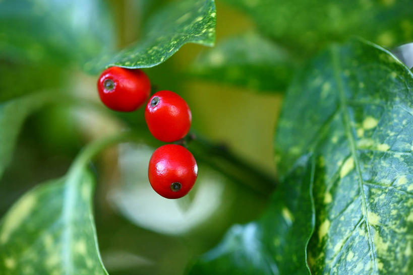 无人,横图,室外,特写,白天,正面,美景,浆果,水果,叶子,朦胧,模糊,新鲜,景观,生食,食品,果实,绿叶,食物,红色,自然,嫩叶,景色,有机食品,绿色食品,自然风光,叶,叶片,彩图,东瀛珊瑚,青木,桃叶珊瑚,绞木,日本桃叶珊瑚