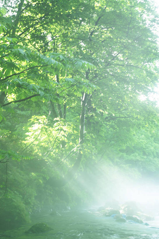 无人,竖图,室外,白天,正面,旅游,度假,河流,石头,美景,森林,树林,水,植物,雾,日本,亚洲,阴影,朦胧,模糊,光线,石子,影子,河水,景观,水流,娱乐,树,树木,绿色,阳光,自然,享受,休闲,景色,放松,生长,成长,迷雾,自然风光,东亚,本州,本州岛,日本国,东北地方,山形,山形县,石块,岩石,大雾,彩图,东田川郡,庄内町