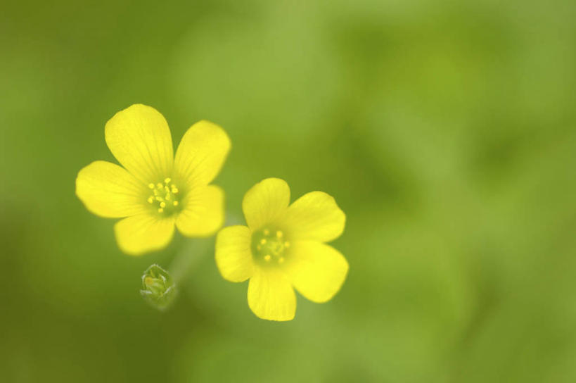 无人,横图,俯视,室外,特写,白天,美景,朦胧,模糊,盛开,景观,花蕾,花,花瓣,花朵,鲜花,两朵,黄色,自然,花苞,花蕊,景色,自然风光,斑鸠酸,酢浆草,钩钩草,三叶酸,酸浆草,酸咪咪,酸酸草,彩图,高角度拍摄