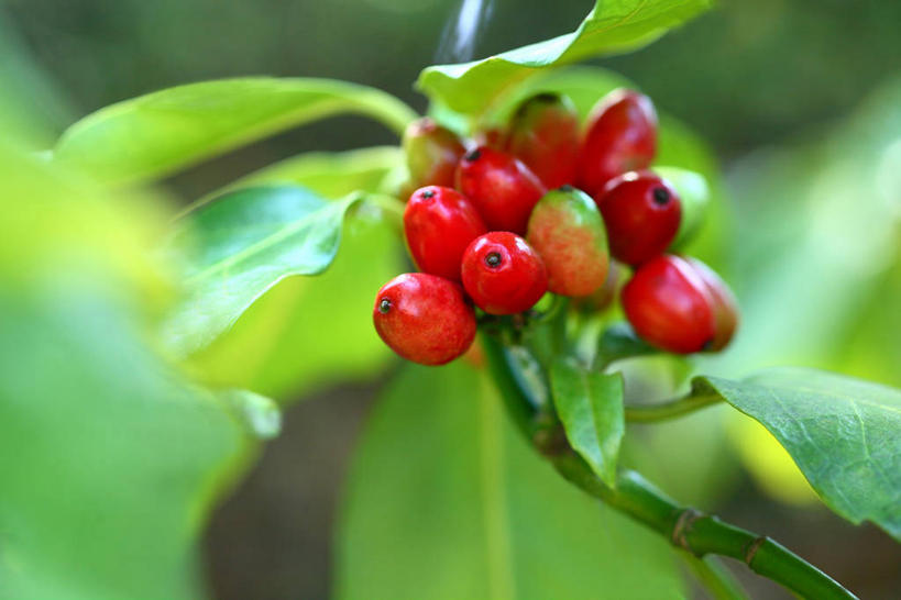 无人,横图,室外,特写,白天,正面,美景,植物,浆果,叶子,阴影,朦胧,模糊,光线,纹理,影子,景观,绿叶,枝条,树枝,红色,绿色,阳光,自然,嫩叶,景色,自然风光,肌理,虬枝,枝杈,叶,叶片,叶脉,彩图,东瀛珊瑚,青木,桃叶珊瑚,绞木