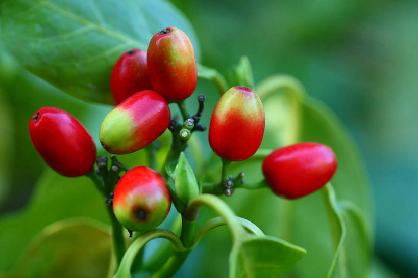 无人,横图,室外,特写,白天,正面,美景,植物,浆果,水果,叶子,阴影,朦胧,模糊,新鲜,光线,纹理,影子,景观,生食,食品,果实,绿叶,食物,红色,绿色,阳光,自然,嫩叶,景色,有机食品,绿色食品,自然风光,肌理,叶,叶片,叶脉,彩图,东瀛珊瑚,青木,桃叶珊瑚,绞木
