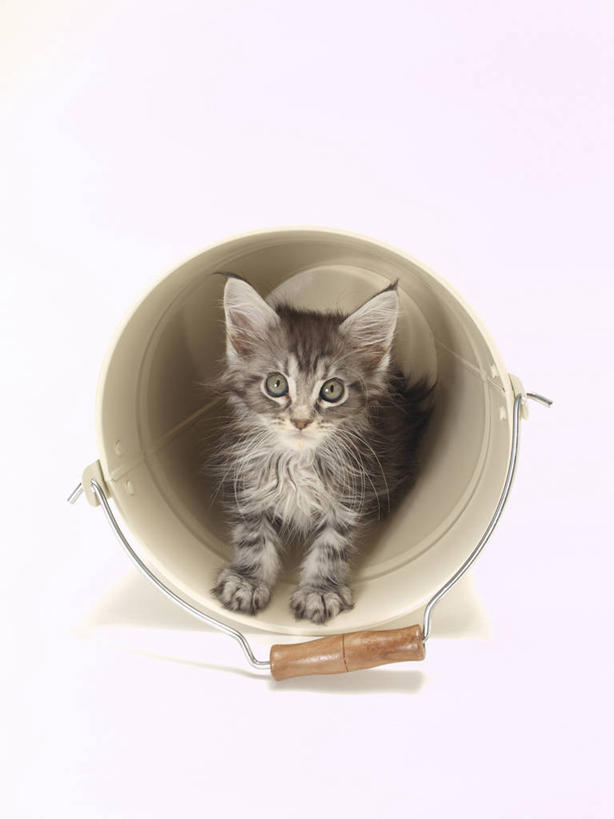 无人,竖图,室内,白天,白色背景,正面,宠物,猫,阴影,反射,水桶,桶,影子,注视,一个,一只,动物,容器,观察,看,趴着,可爱,摄影,影棚,单个,观看,储藏,察看,储存,关注,猫咪,趴,彩图,全身,影棚拍摄,拍摄,贮存