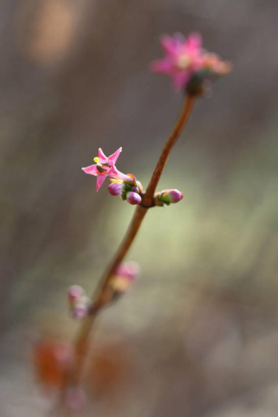 无人,竖图,室外,特写,白天,正面,植物,金银花,阴影,朦胧,模糊,盛开,光线,影子,草药,药草,花蕾,中药,花,花瓣,花朵,鲜花,粉色,阳光,花苞,花蕊,药材,中草药,中药材,本草,止痛,镇静,安眠,忍冬,金银藤,银藤,鸳鸯藤,安神,缬草,欧缬草,双花,鹭鸶花,彩图,郁香忍冬