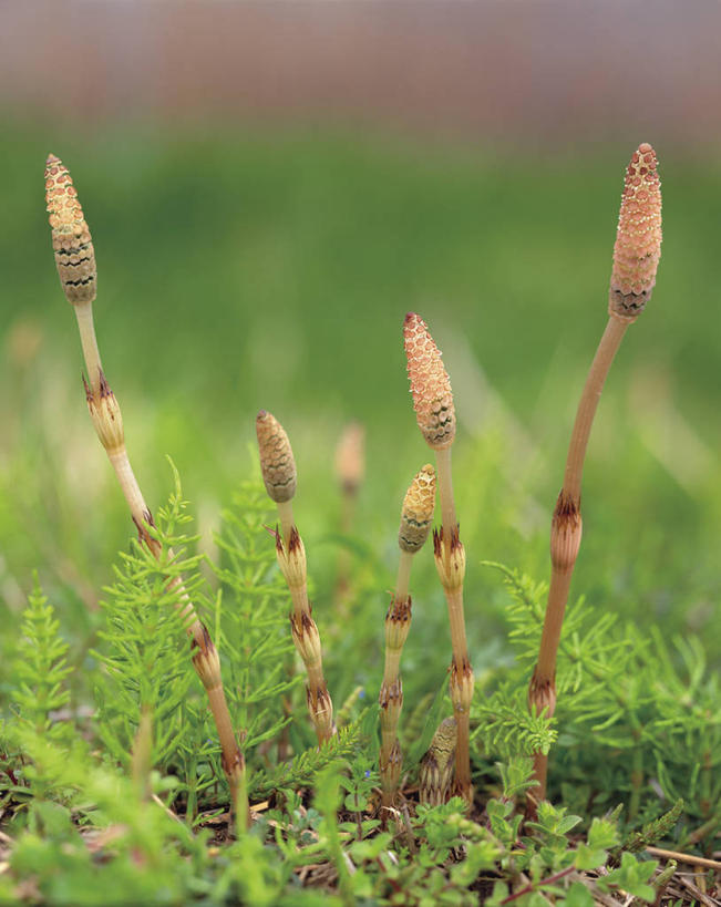 无人,竖图,室外,特写,白天,正面,草地,草坪,美景,植物,阴影,朦胧,模糊,光线,影子,景观,草,绿色,阳光,自然,景色,自然风光,问荆,接续草,公母草,搂接草,空心草,马蜂草,猪鬃草,黄蚂草,节节草,接骨草,彩图,木贼
