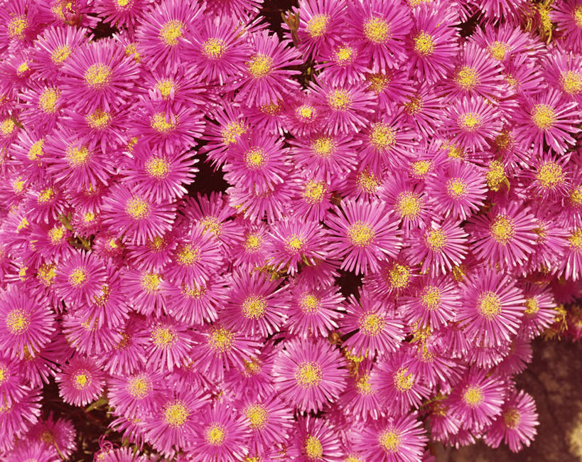 无人,横图,俯视,室外,特写,白天,爱情,幸福,花海,花圃,美景,植物,叶子,阴影,盛开,光线,影子,景观,粉红色,粉红,浪漫,花蕾,花,花瓣,花朵,花卉,鲜花,粉色,绿色,阳光,自然,花丛,花束,花田,花苞,花蕊,健康,景色,可爱,活泼,青春,满足,甜美,时髦,自然风光,温柔,纯真,彩虹菊,松叶菊,冰叶日中花,日中花,彩图,高角度拍摄,全画面,全框架,全帧,全画幅