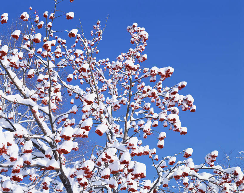 无人,横图,室外,特写,白天,仰视,美景,雪,植物,大雪,浆果,阴影,光线,影子,积雪,景观,雪景,冬季,冬天,枝条,树,树木,树枝,红色,蓝色,绿色,蓝天,天空,阳光,自然,天,景色,寒冷,忧伤,生长,晴朗,成长,美好,自然风光,善良,痛苦,忠诚,万里无云,严寒,花楸,红果臭山槐,虬枝,枝杈,百华花楸,马加木,晴空,晴空万里,彩图,低角度拍摄,哭泣