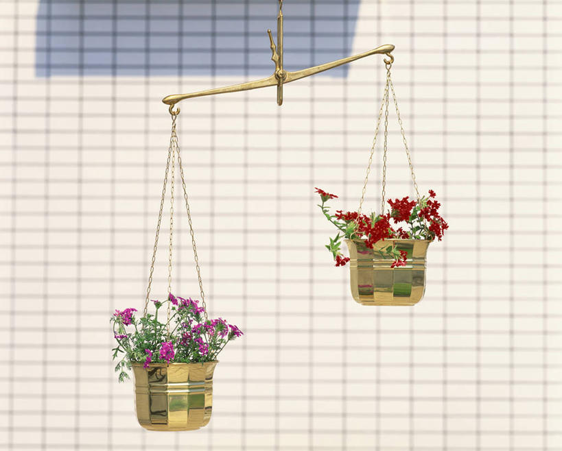 无人,横图,室外,白天,正面,实验,仪器,阴影,研究,盛开,分析,光线,化学,测试,影子,花蕾,花,花瓣,花朵,鲜花,阳光,花苞,花蕊,平衡,衡量,计量,试验耗材,实验用品,托盘天平,秤,天平称,天平秤,彩图