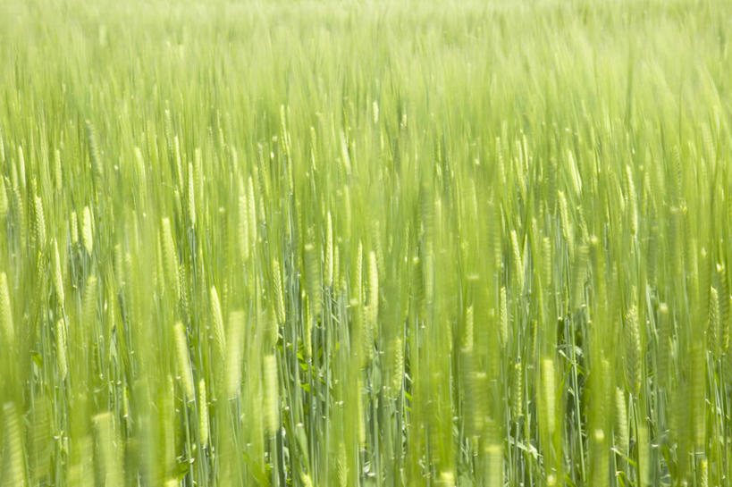 无人,农田,横图,俯视,室外,特写,白天,庄稼,农作物,阴影,朦胧,模糊,新鲜,光线,影子,麦田,绿色,阳光,青春,生命,和平,安详,冷色,彩图,高角度拍摄,耕地,庄稼田