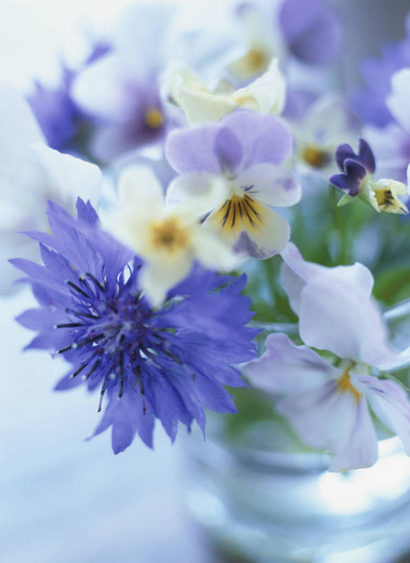 无人,竖图,俯视,室外,特写,白天,幸福,美景,紫罗兰,花瓶,阴影,朦胧,模糊,盛开,光线,影子,景观,清凉,花蕾,玻璃制品,花,花瓣,花朵,鲜花,紫色,白色,阳光,自然,玻璃瓶,瓶子,夏天,花苞,花蕊,景色,自然风光,三色紫罗兰,永恒,质朴,美德,纯爱,草紫罗兰,草桂花,彩图,高角度拍摄