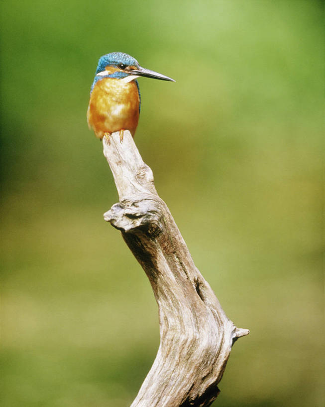 无人,站,竖图,室外,白天,正面,美景,翠鸟,鸟,北海道,日本,亚洲,阴影,朦胧,模糊,光线,鸟类,影子,景观,树桩,注视,树,树干,一只,阳光,自然,观察,看,站着,木桩,景色,观看,察看,关注,自然风光,东亚,日本国,北海道地方,北海道岛,普通翠鸟,鱼虎,鱼狗,秦椒嘴,大翠鸟,站立,彩图,全身