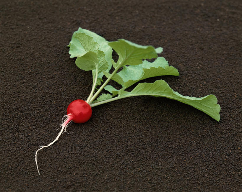 无人,横图,俯视,室外,特写,白天,萝卜,蔬菜,叶子,新鲜,泥土,土壤,食品,绿叶,食物,一个,红色,嫩叶,有机食品,绿色食品,水萝卜,单个,叶,叶片,彩图,高角度拍摄