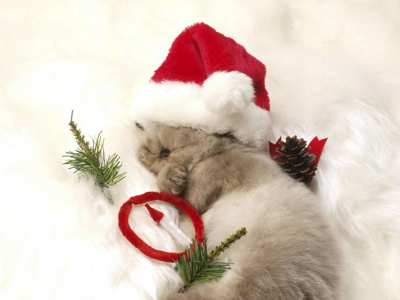 无人,躺,闭眼,睡,横图,俯视,室内,白天,宠物,猫,帽子,叶子,圣诞节,阴影,节日,庆祝,反射,影子,绿叶,文化,一只,红色,动物,庆典,圣诞帽,嫩叶,可爱,纪念,猫咪,喜马拉雅猫,棉帽,卧着,叶,叶片,闭眼睛,闭着眼,闭着眼睛,困,困觉,寝息,睡觉,躺着,卧,半身,彩图,高角度拍摄