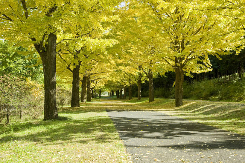 无人,横图,室外,白天,正面,旅游,度假,美景,植物,道路,路,银杏树,东京,日本,亚洲,一排,阴影,整齐,并列,并排,光线,影子,景观,小路,交通,娱乐,树,树木,排列,绿色,阳光,自然,享受,休闲,景色,放松,生长,成长,队列,自然风光,平行,东亚,本州,关东地方,本州岛,日本国,东京都,鸭脚树,多摩,多摩市,银杏,公孙树,白果,彩图,多摩地方,多摩地区,多摩地域,三多摩